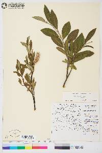 Salix planifolia subsp. planifolia image