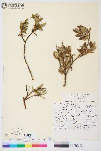 Salix planifolia subsp. planifolia image