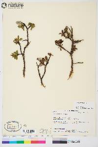 Salix planifolia image