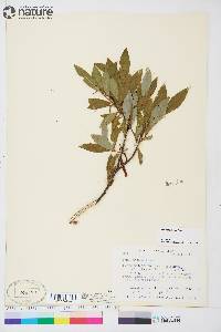 Salix planifolia image