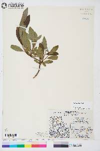 Salix planifolia image