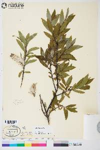 Salix planifolia image