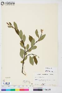 Salix planifolia image