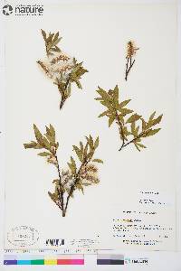 Salix planifolia image