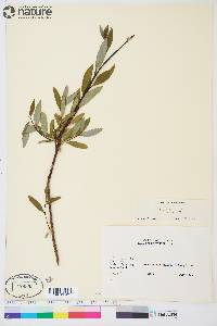 Salix planifolia image