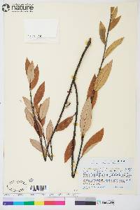 Salix planifolia image