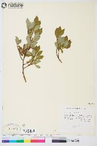 Salix planifolia image