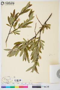 Salix planifolia image