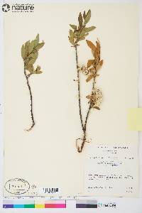 Salix planifolia image