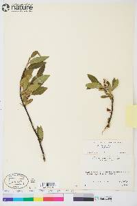 Salix planifolia subsp. planifolia image