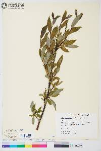 Salix planifolia subsp. planifolia image