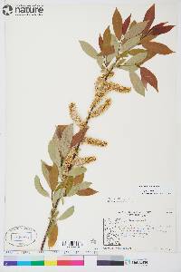 Salix prolixa image