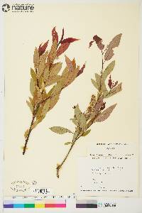 Salix rigida image