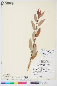 Salix prolixa image