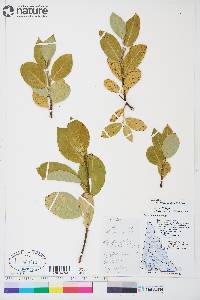 Salix pseudomonticola image