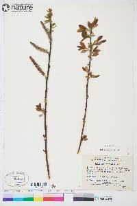 Salix pseudomonticola image