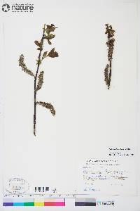 Salix pseudomonticola image