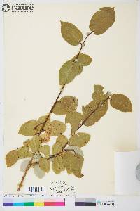 Salix pseudomonticola image