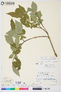 Salix pseudomonticola image