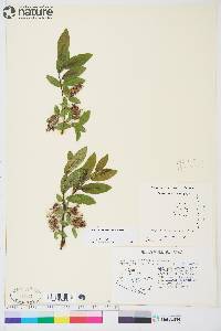 Salix pseudomyrsinites image