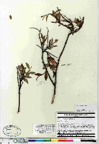 Salix planifolia image