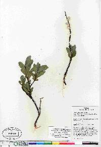 Salix planifolia image