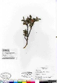 Salix planifolia image