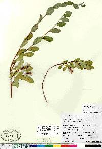 Salix ovalifolia var. arctolitoralis image