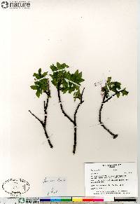 Salix planifolia image