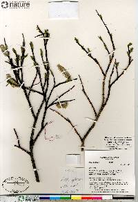 Salix planifolia image