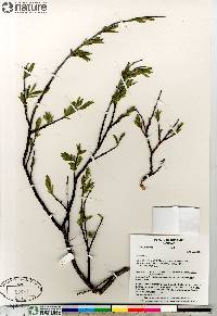 Salix planifolia image