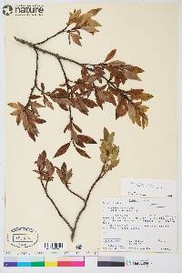 Salix planifolia image