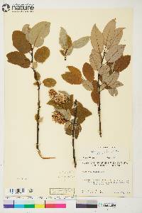 Salix pyrifolia image