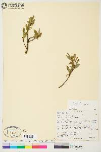 Salix planifolia image