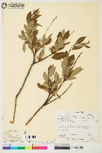 Salix planifolia image