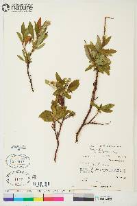 Salix planifolia image