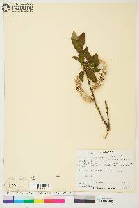 Salix planifolia image