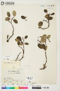 Salix reticulata image