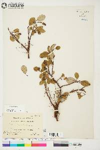 Salix reticulata image