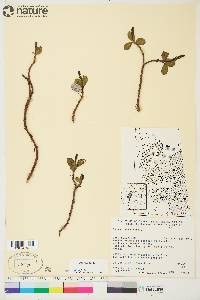 Salix reticulata image