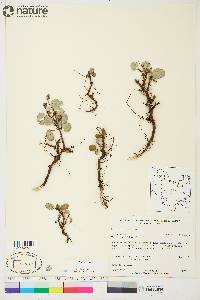 Salix reticulata image