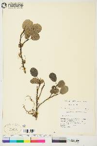 Salix reticulata image