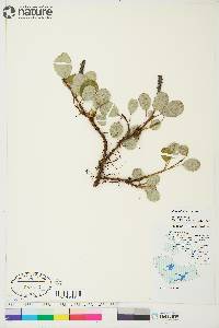 Salix reticulata image