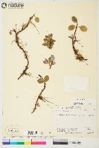 Salix reticulata image