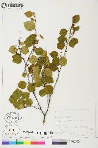 Betula glandulosa image