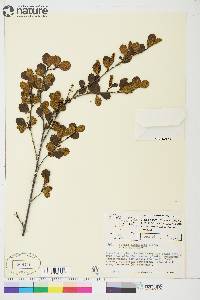 Betula glandulosa image