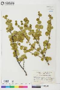 Betula glandulosa image