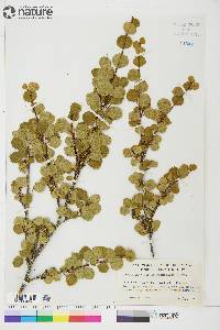 Betula glandulosa image