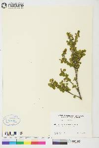 Betula glandulosa image