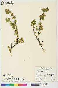 Betula glandulosa image